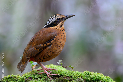 eared pitta, Hydrornis phayrei, the very confine brown bird proudly standing on mossy spot against blue background