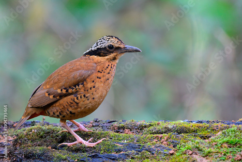 the brown bird perching on fresh green mossy ground, male of eared pitta, Hydrornis phayrei