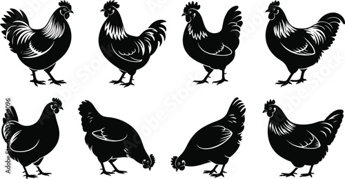 Set of black chicken silhouettes and hen icons isolated on white background for poultry farm branding agriculture logo design and livestock vector illustration