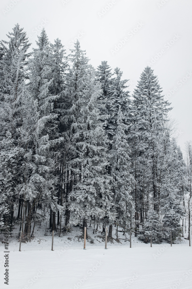 Obraz premium Winter Pine Forest Covered in Snow
