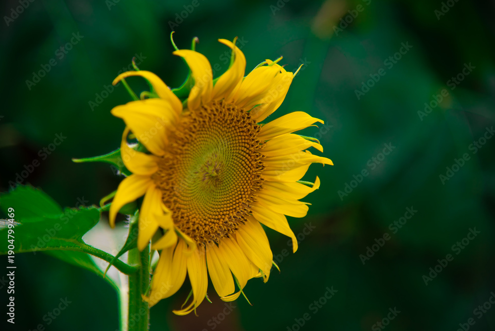 Obraz premium sunflower on a green background