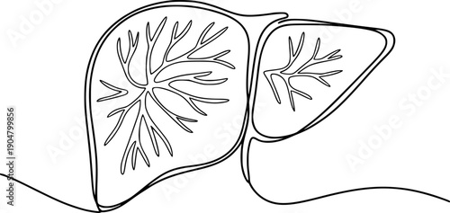 Human lungs with bronchial tree outline white background anatomy medical