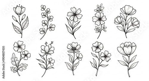 Collection of hand-drawn botanical illustrations featuring delicate floral designs and botanical elements