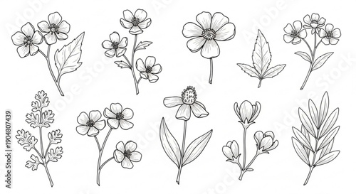 Charming collection of delicate hand-drawn botanical sketches, featuring various wild garden flowers and leaf elements, perfect for vintage-inspired design projects