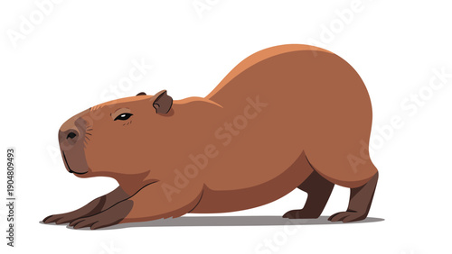 Large brown capybara stretches its body on the ground in a realistic animal illustration isolated on a white background.
