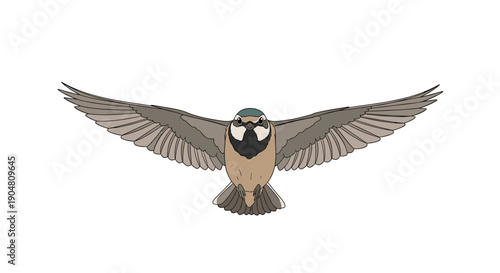 Detailed illustration of a small, elegant bird in graceful flight, captured from a frontal perspective with its wings