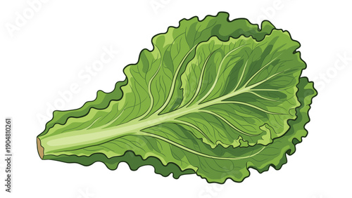 Single fresh green lettuce leaf with detailed veins is shown on a white background, perfect for healthy food concepts.