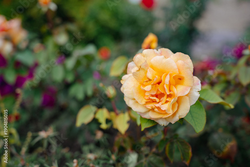 La Villa Cotta orange floribunda rose in garden, close-up of single double flower