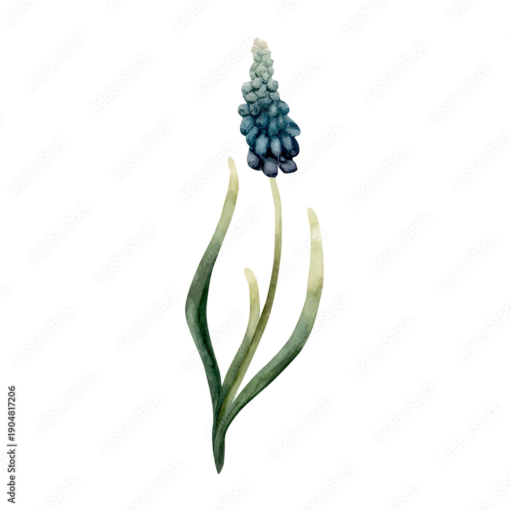 Obraz premium Blue Muscari Spring Bulbs Flower. Watercolor hand drawn floral illustration isolated on white background for Easter Woman's day design textile fresh print card cosmetic package porcelain crockery