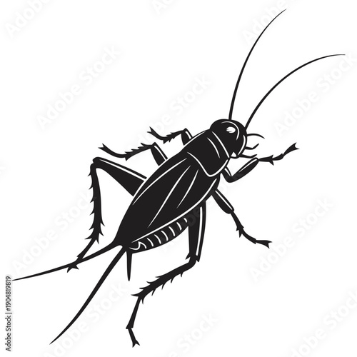 cockroach isolated on white