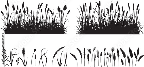 Silhouettes of tall grass reeds and individual plant stalks on white background Keywords: grass