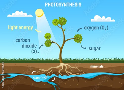 Photosynthesis. Tree plant life diagram with leaves, sun light, water, soil and roots, trees and plants carbon dioxide absorption oxygen release. Vector biology concept