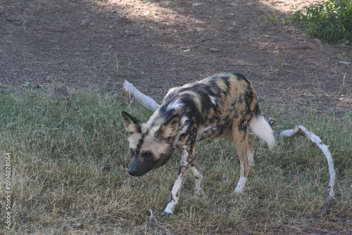 An African wild dog (Lycaon pictus) at a local zoo