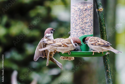 Ptaki karmiące się ziarnem przy karmniku, uchwycone w dynamicznym locie, w zimie