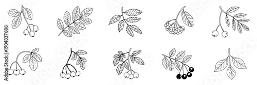 Branches botanical sketch set with rowan, cherry and berry twigs, monochrome ink line art collection for logos, packaging, herbal labels, vintage decor and nature designs