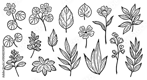 Hand drawn plant elements vector collection with isolated flowers leaves and botanical design set on white background