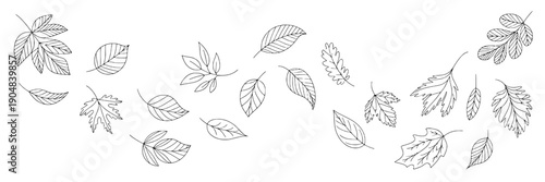 Leaves outline vector set with autumn foliage in thin black line art, scattered falling leaf shapes for seasonal border, botanical decoration, print, and web design