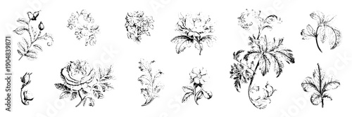 Flowers vintage illustration set with intricate black and white designs and detailed botanical patterns featuring floral, nature, plants with art and design elements for elegant, classic projects,