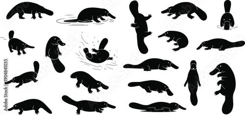 Vector, black, silhouette, illustration, set, of, various, platypus, swimming, walking, and, diving, for, Australian, wildlife, nature, aquatic, mammals, environment, and, zoology, design, elements