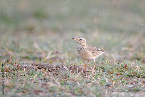 Wallpaper Mural Sparrows in the meadow. Torontodigital.ca