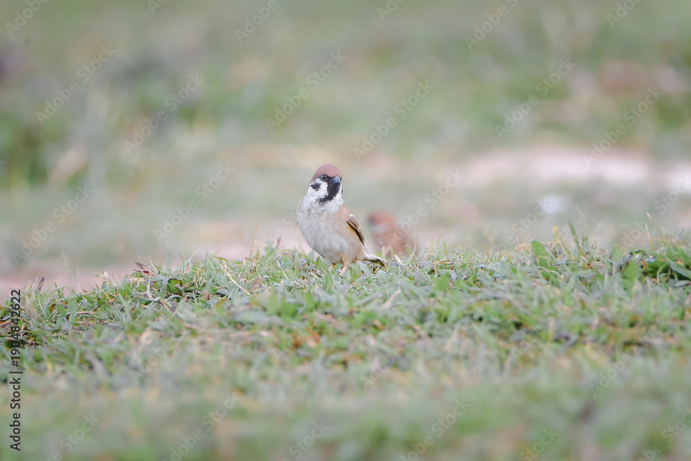 Fototapeta premium Sparrows in the meadow.