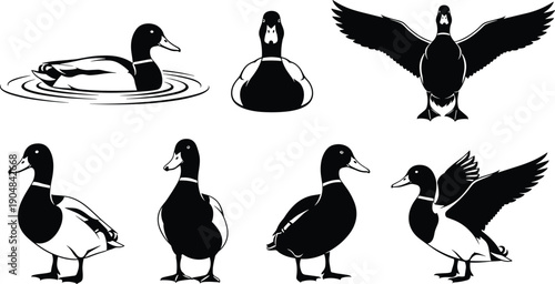 Black and white duck vector illustrations set showing swimming, flying, standing, and walking poses with detailed feather patterns, 