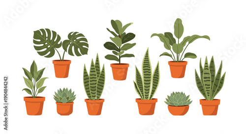 A diverse collection of potted indoor plants, featuring snake plants, monstera, and various succulents, for
