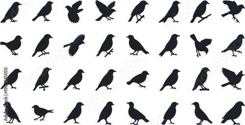 Collection of eagles and birds in various flying positions