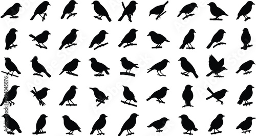 Collection of eagles and birds in various flying positions