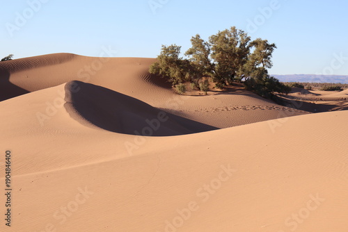 Dunes du draa au Maroc