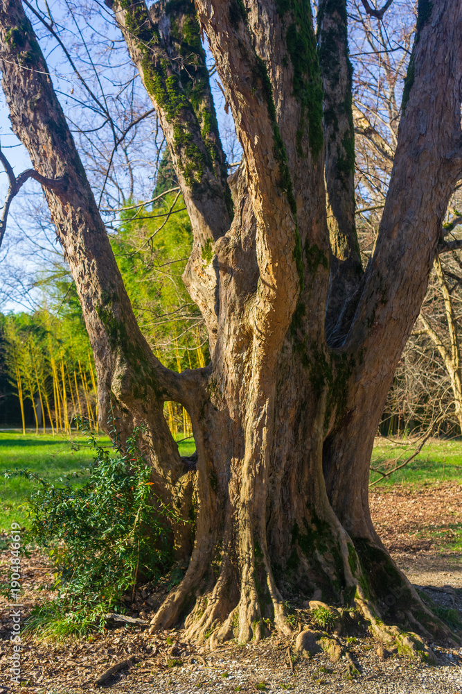 Fototapeta premium Old big tree in the park in spring time. The concept of nature and environment