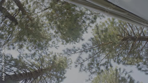 Wallpaper Mural View from below a tent canopy showing tall pine trees against a clear blue sky, capturing the serene atmosphere of a camping experience in nature, hdr video with neutral color Torontodigital.ca