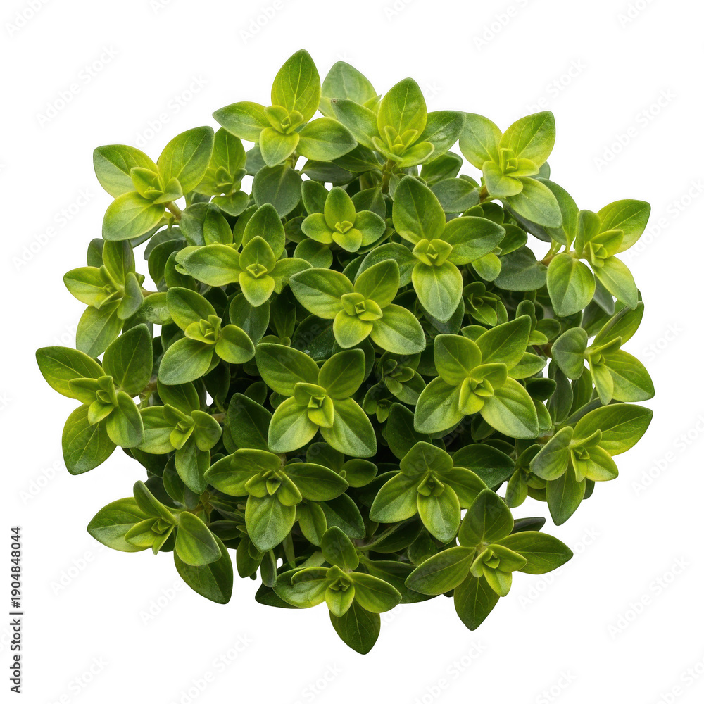 Fototapeta premium Png green leafy plant with yellow spots on white background