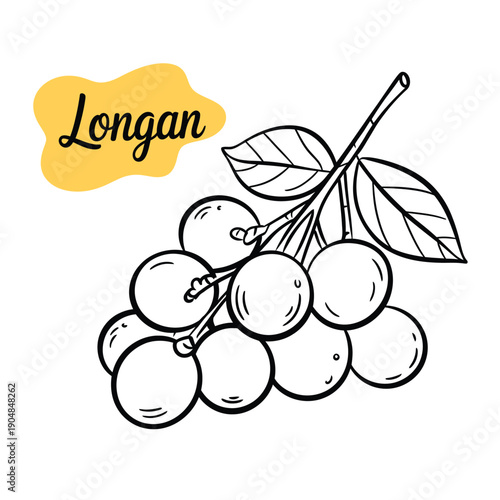 A black and white illustration of a longan fruit cluster with leaves