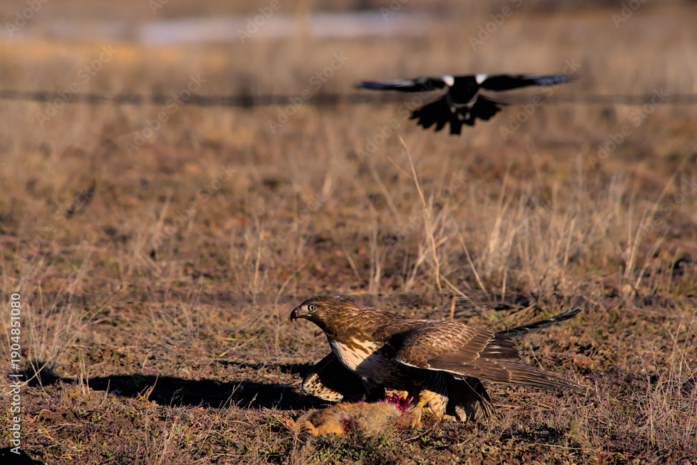 Fototapeta premium Hawk scared off by magpies