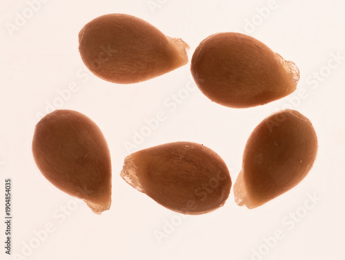 Makroaufnahme der Samen des Duftveilchens (Viola odorata) vor neutralem Hintergrund. An den Samen befindet sich ein weißes Elaiosom.