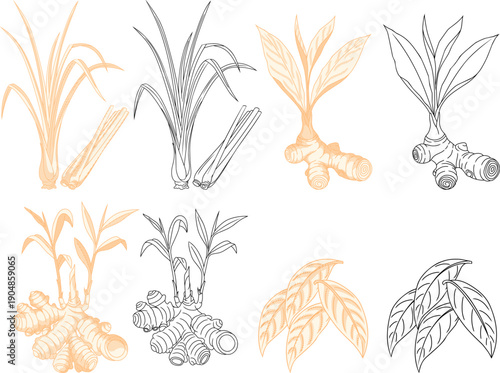 Hand Drawn Indonesian Spices Set ,Lemongrass, Galangal, Ginger, and Bay Leaves.classic vintage etching style for organic food packaging, botanical branding, and culinary design.