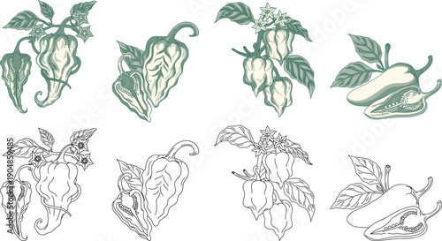 collection of spicy chili pepper varieties including Pepper X, Carolina Reaper, Habanero, and Jalapeno.etching style and expand border.Perfect for organic food branding, hot sauce labels,culinary,etc