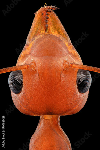 Red Ant Head