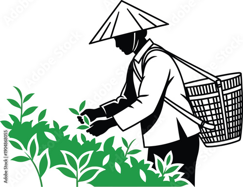 Silhouette of asian tea picker working in green fields wearing traditional conical hat and carrying large wicker basket