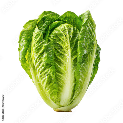 Fresh Romaine Lettuce Head with Crisp Green Leaves and Texture