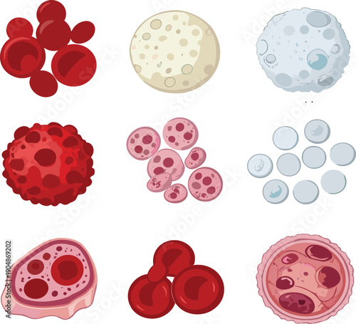 Human blood cells and microorganisms vector set featuring red white cells and bacteria cartoon medical illustration