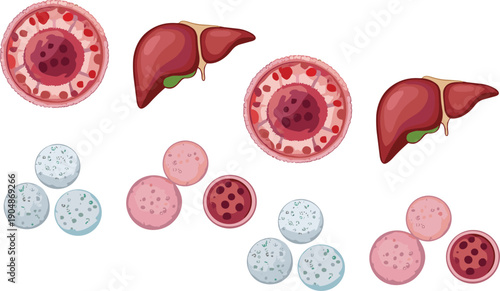 Human liver and blood cells vector illustration set featuring anatomy organs and microscopic medical science elements