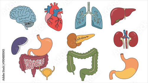 Human Internal Organs Icon Set, Anatomy and Medical Flat Vector Illustration
