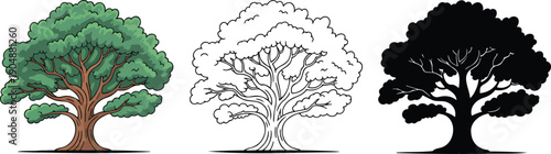 Oak tree silhouette & Outline and illustration set isolated on transparent background