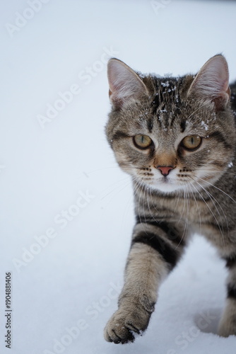 A beautiful tabby cat in the snow. A tabby cat with a gentle day.