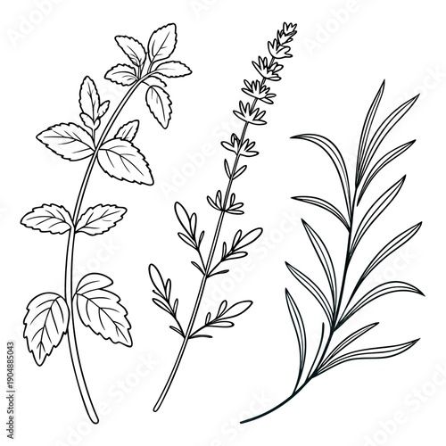 A detailed illustration of three different types of plants with intricate leaves and stems