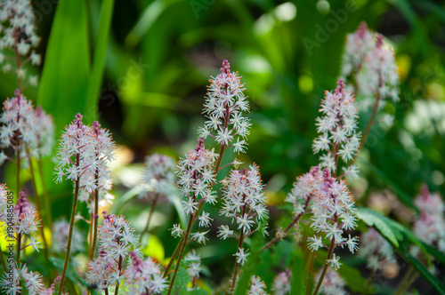 Gentle spring foamflower flower in garden. Tiarella flower in bloom in spring. Spring nature. Tiarella with blooming flower. Blossom spring season. Tiarella blossoming. Tiarella blossom