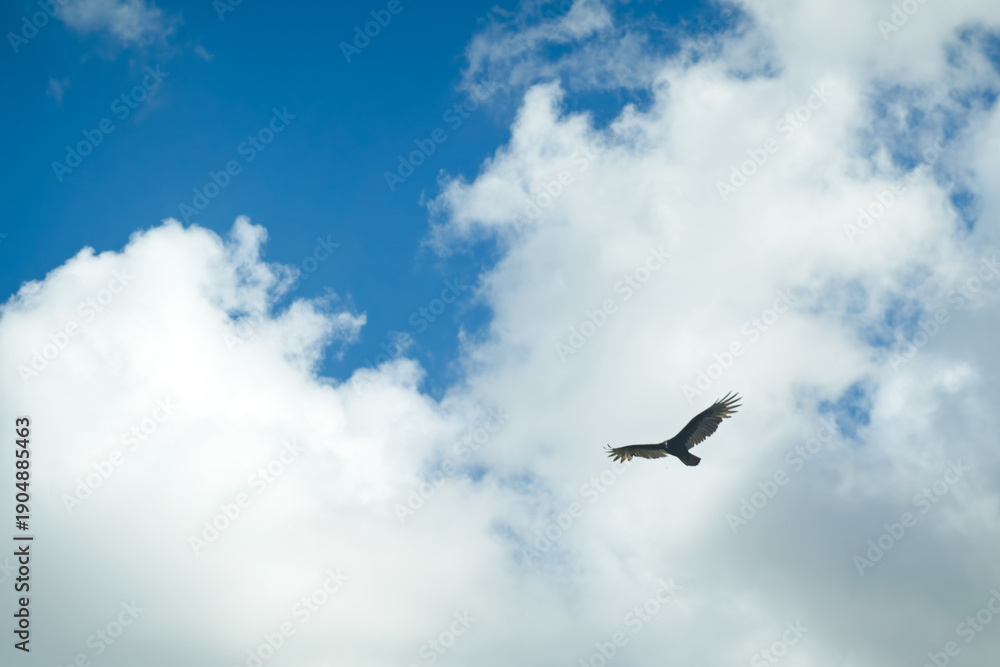 Fototapeta premium Eagle glides across blue sky with white clouds on a sunny day during afternoon hours