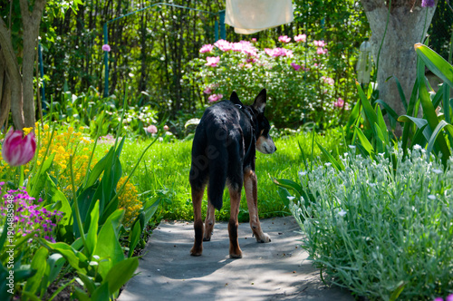 Pet in summer countryside. Old dog with collar. Dog adoption. Black dog outdoor. Pet animal care. Old dog following path